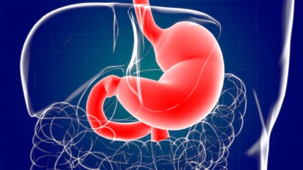 istock Stomach Anatomy Human Digestive System For Medical Concept 3D Rendering 1263275606