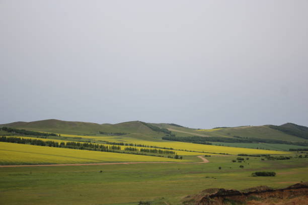 istock Fields of Yellow flowers 1263279072