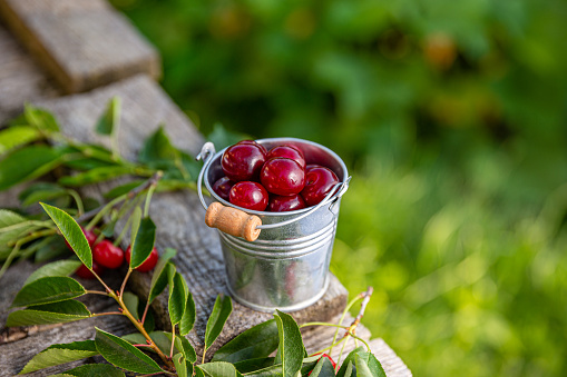 Freshly picked cherries