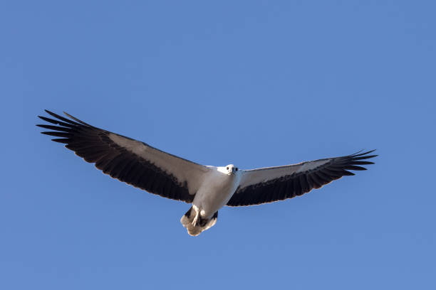 White-bellied Sea Eagle stock photo
