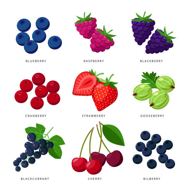 아이콘의 열매 세트, 흰색 배경에 고립 된 평면 디자인의 벡터 일러스트. 블루베리, 라즈베리, 딸기, 크랜베리, 블랙베리, 구스베리, 블랙커런트, 체리, 빌베리. - blueberry berry fruit berry fruit stock illustrations