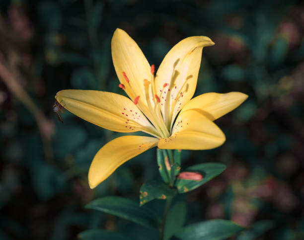 istock Flower Lily yellow on a green background 1263294808