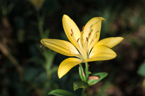 istock Flower Lily yellow on a green background 1263295110