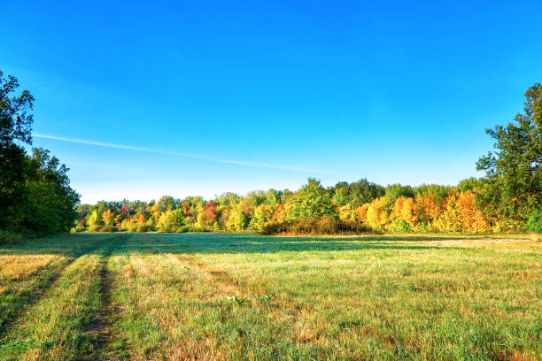 istock Autumn forest in front of a meadow against a blue sky 1263296351