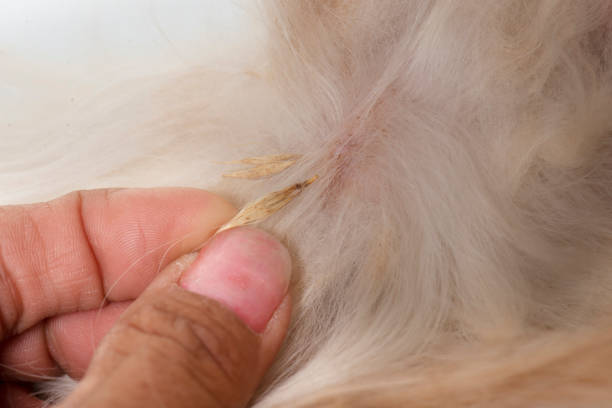 istock close up of spikelet 1263298418