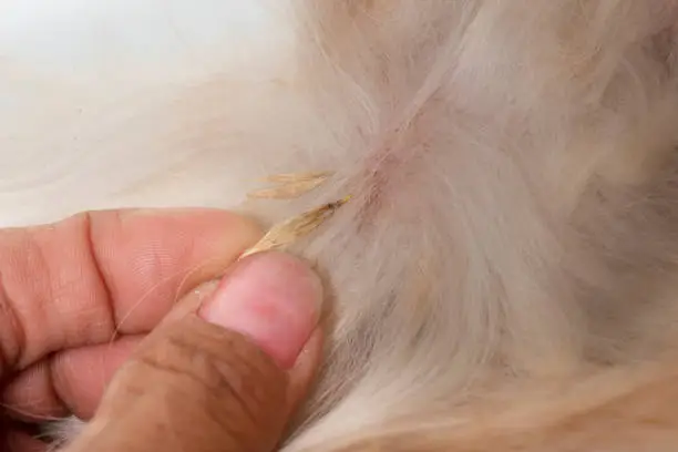close up of spikelet on dog in studio