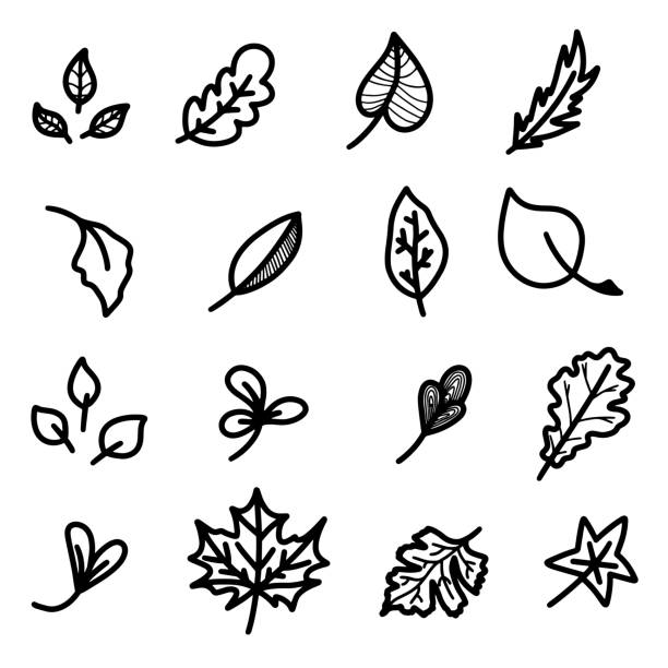 hand gezeichnet wald vektor herbst set mit ahorn aspen eiche pappel physalis buche palme kastanienblätter. detaillierte laub linie kunst isoliert auf weißem hintergrund. herbst-sammlung schwarze skizze design element logo symbol kalligraphie sammlung - poplar tree aspen tree tree winter stock-grafiken, -clipart, -cartoons und -symbole