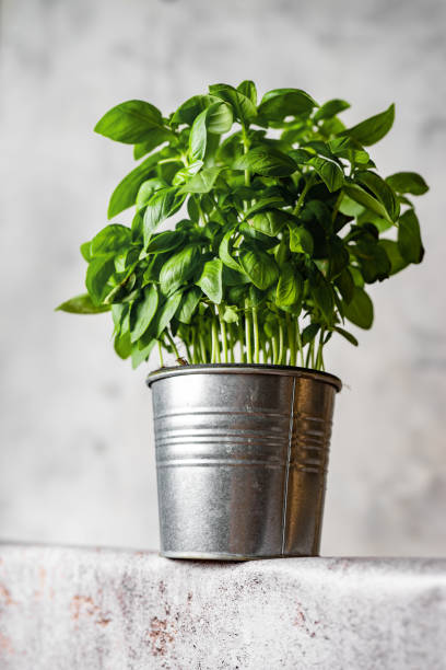 istock Basil growing in a pot placed on table with low angle of view 1263301106