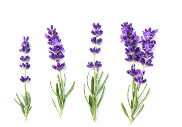 istock Lavender flower plants isolated white background 1263303110