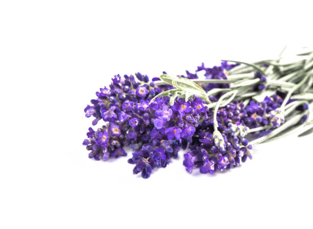 istock Lavender flower bouquet white background 1263303111