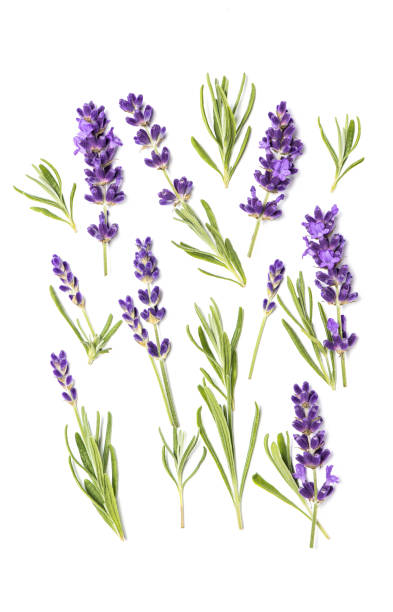 istock Lavender flowers leaves white Floral flat lay background 1263303159