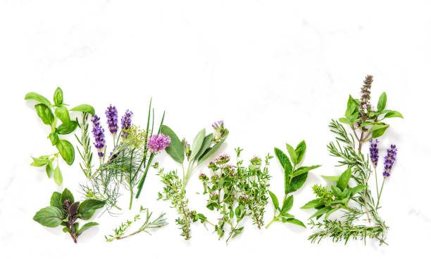 istock Fresh herbs Basil sage thyme rosemary mint dill savory lavender 1263307644