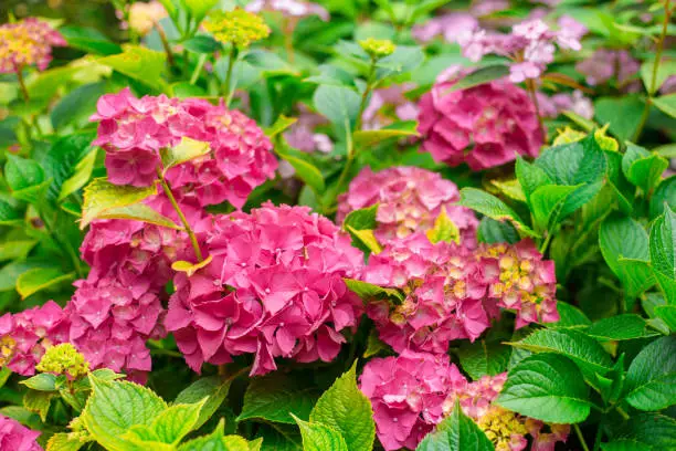 Flowers blossom on sunny day. Flowering hortensia plant. Pink Hydrangea macrophylla blooming in spring and summer in a garden.