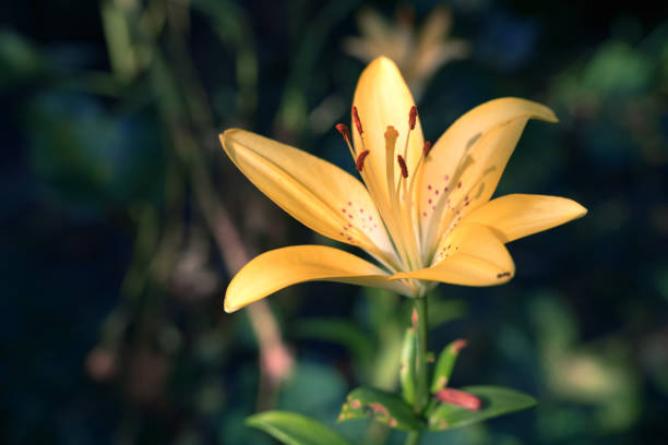 istock Flower Lily yellow on a green background 1263308861
