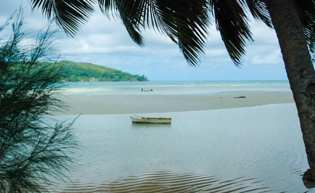 istock idle boat framed by palm tree at daytime 1263315301