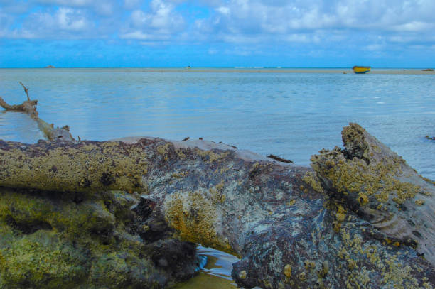 istock close up of tree trunk and a boat afar 1263315435