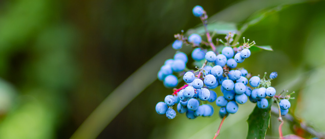 Mahonia aquifolium (Oregon-grape or Oregon grape) ripen on the branches. Plant in family Berberidaceae. Blue berries on a bush