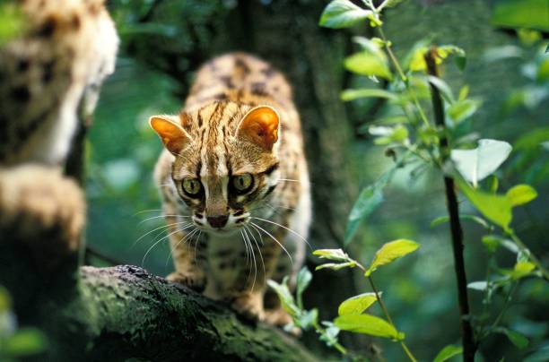 istock Leopard Cat, prionailurus bengalensis, Adult 1263317378