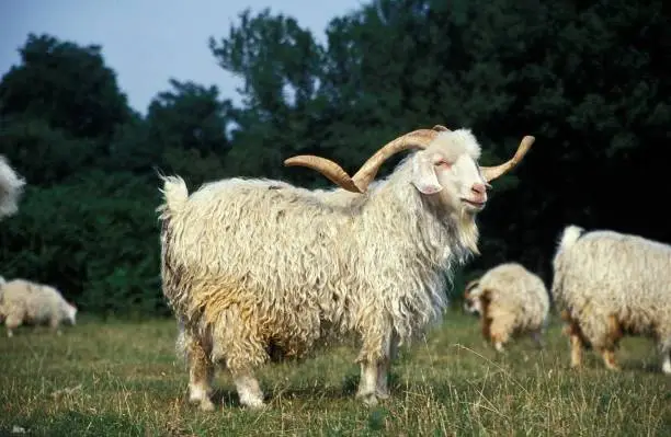 Angora Goat, Breed producing the Mohair Wool