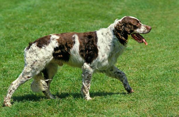 French Spaniel, Adult walking on Lawn French Spaniel, Adult walking on Lawn spaniel stock pictures, royalty-free photos & images