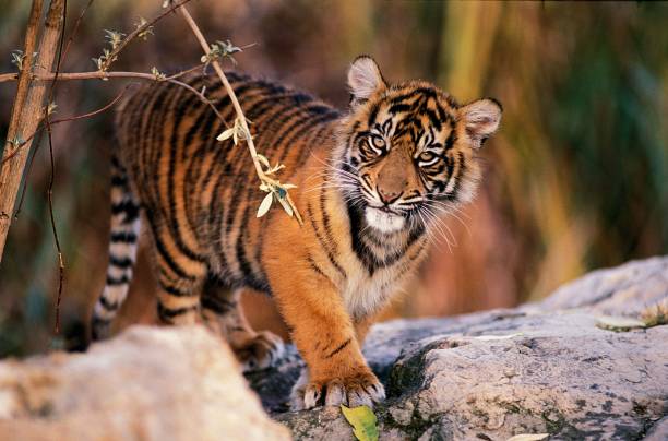 istock Sumatran Tiger, panthera tigris sumatrae, Cub 1263317487