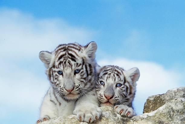 istock White Tiger, panthera tigris, Cub 1263318167