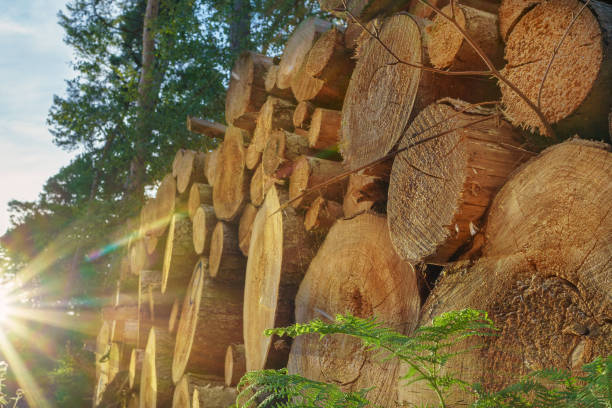 pila di legno nella foresta soleggiata - lumber industry tree log tree trunk foto e immagini stock