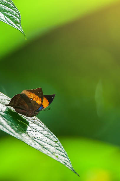 una foglia di quercia arancione che prende il sole su foglie verdi alla luce del sole. - nymphalid foto e immagini stock