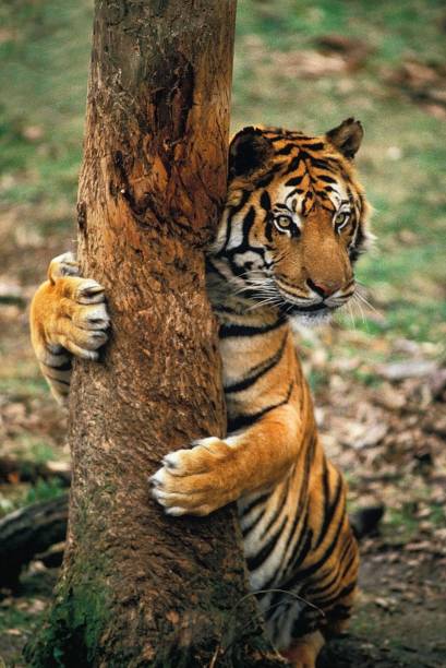 istock Sumatran Tiger, panthera tigris sumatrae, Adult scratching tree trunk 1263320655
