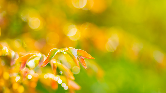 Yellowing leaves on a blurred background. Yellow-green autumn leaves with dew drops. Morning sun in the forest. Copy space