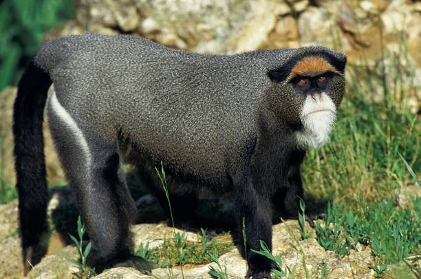 Brazza 90+ De Brazzas Monkey Photos Stock Photos, Pictures & Royalty-Free ...