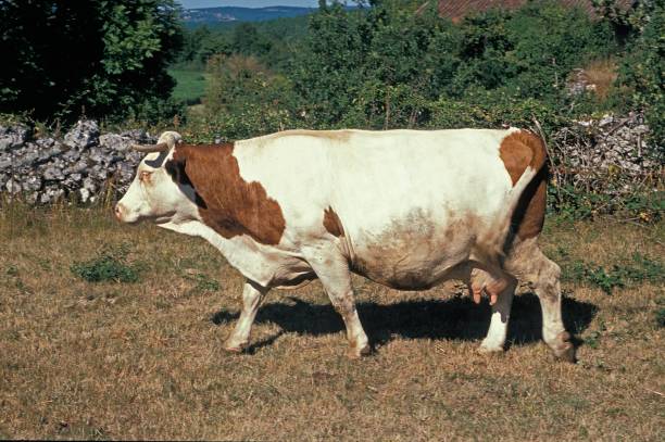 istock Montbeliarde Domestic Cattle, a French Breed 1263320760