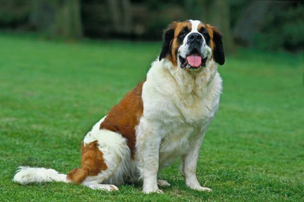 Saint Bernard, Rescue Dog Saint Bernard, Rescue Dog guard dog photos stock pictures, royalty-free photos & images