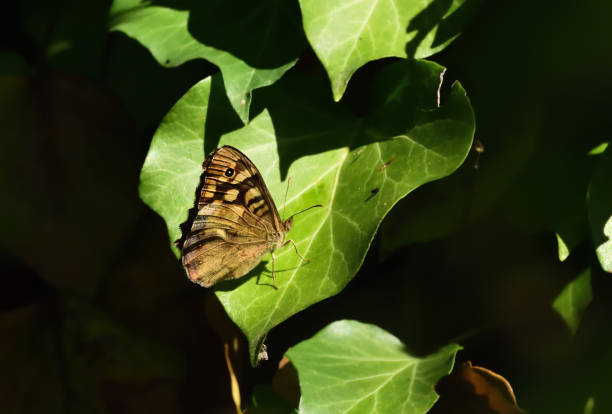 istock Nine-spotted moth, Speckled wood, Tree grayling, European peacock 1263320854