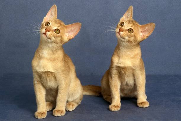 istock Fawn Abyssinian Domestic Cat, Kittens 1263320873
