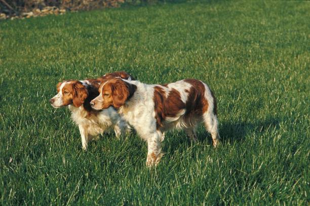 istock Brtittany Spaniel, Adults Pointing 1263320884