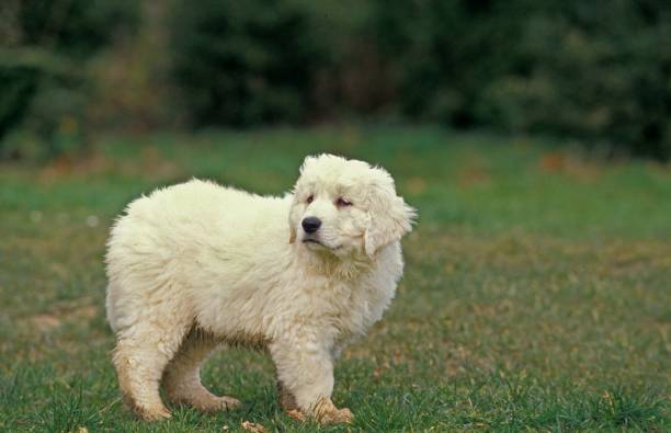 istock Polish Tatra Sheepdog, Pup standng on Grass 1263320899