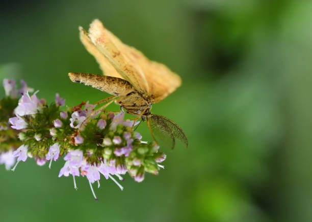istock Nine-spotted moth, Speckled wood, Tree grayling, European peacock 1263320962