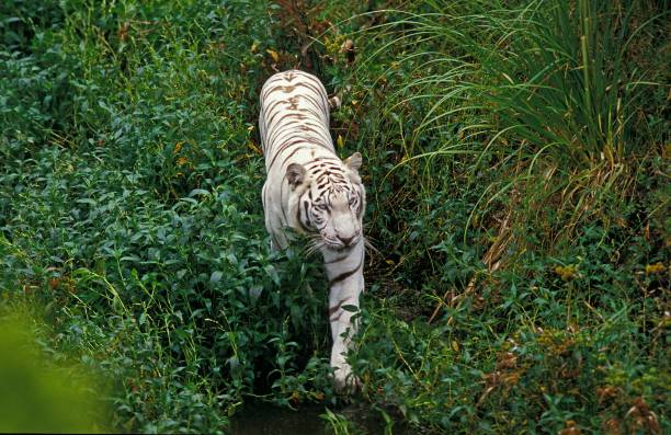 istock White Tiger, panthera tigris 1263320994