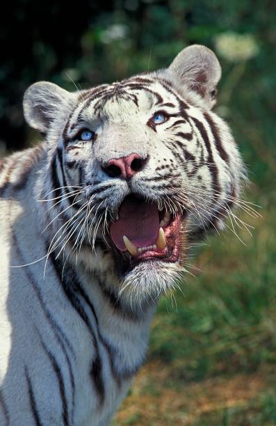 istock White Tiger, panthera tigris 1263321009