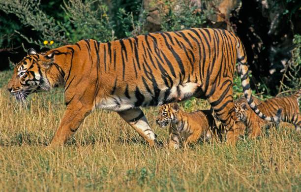 istock Sumatran Tiger, panthera tigris sumatrae, Mother and Cub 1263321020