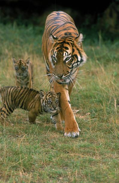 istock Sumatran Tiger, panthera tigris sumatrae, Mother and Cub 1263321101
