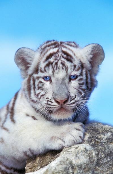 istock White Tiger, panthera tigris, Cub 1263321110