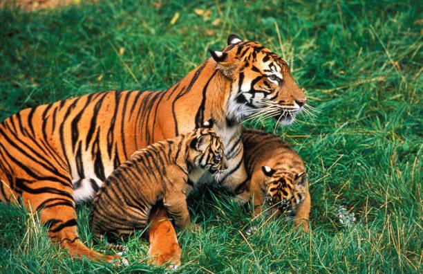 istock Sumatran Tiger, panthera tigris sumatrae, Mother and Cub 1263321113