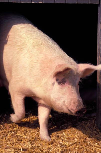 istock Large White Domestic Pig 1263321666