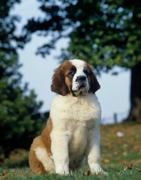 istock Saint Bernard, Pup sitting on Grass 1263322220