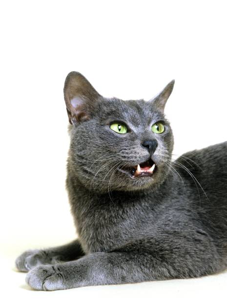 istock Korat Domestic Cat against White background 1263322237