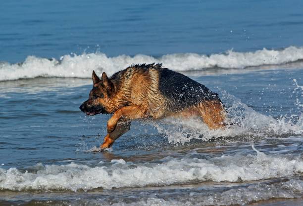 istock German Shepherd, Male playing in Waves, beach in Normandy 1263322263