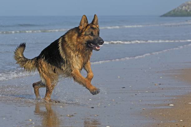 istock German Shepherd, Male running on beach in Normandy 1263322348