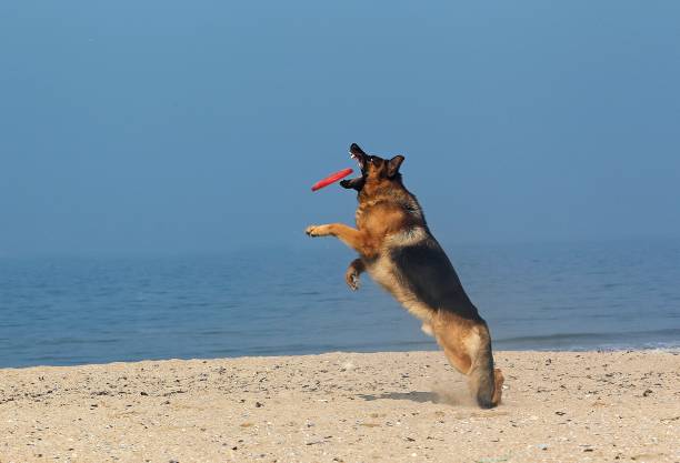 istock German Shepherd, Male catching frisbee, beach in Normandy 1263322367